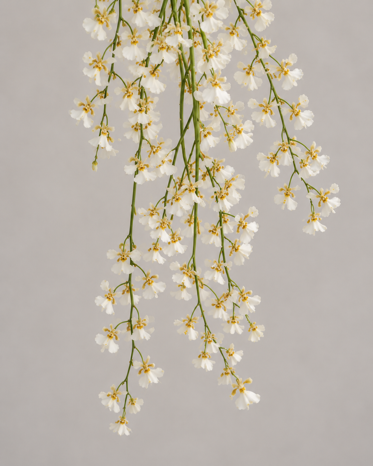 Close-up of the trailing white Oncidium orchid strands at the base of the White Oncidium Cascade bridal bouquet.