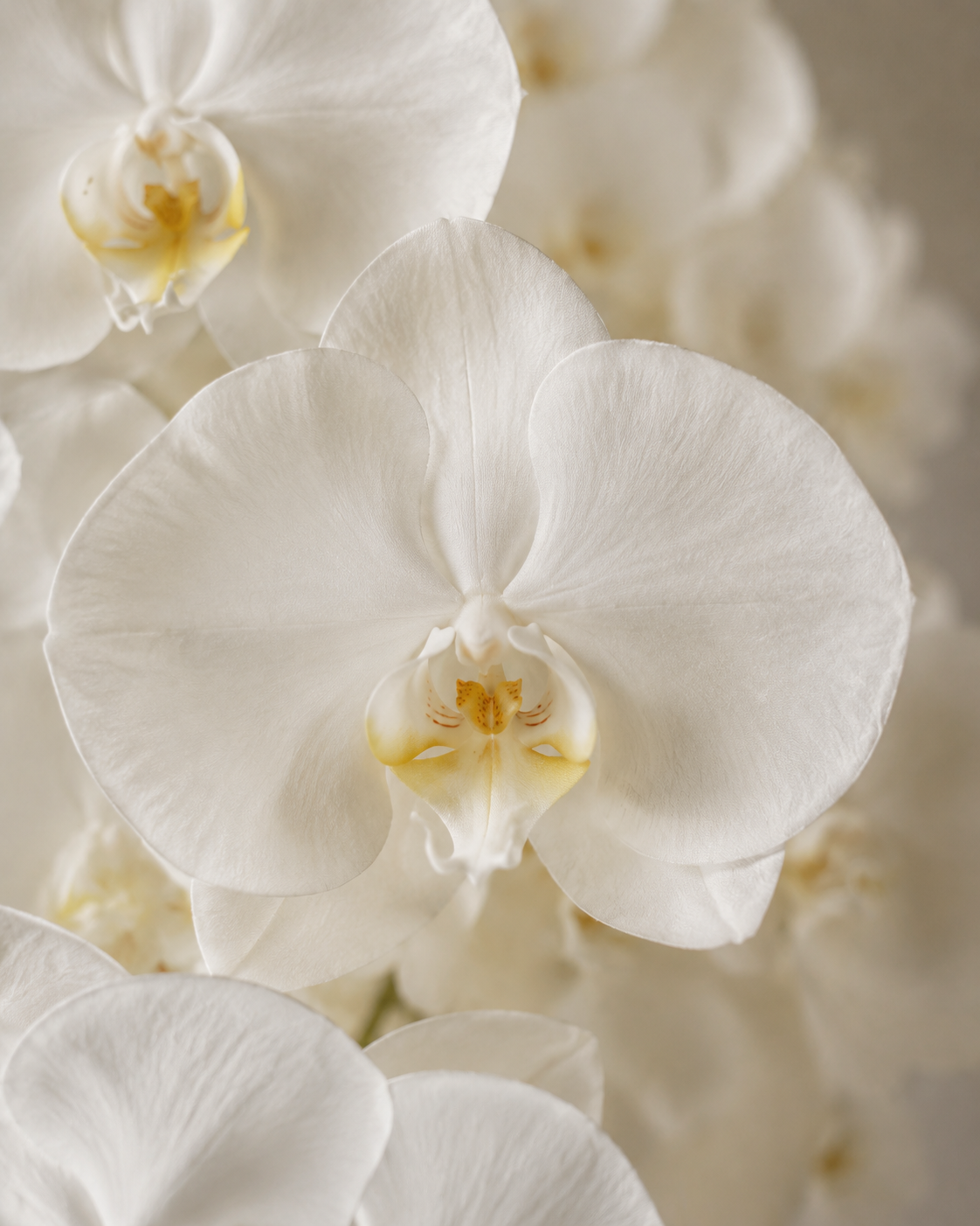 Macro close-up of phalaenopsis orchid bloom showing petal texture and center detail